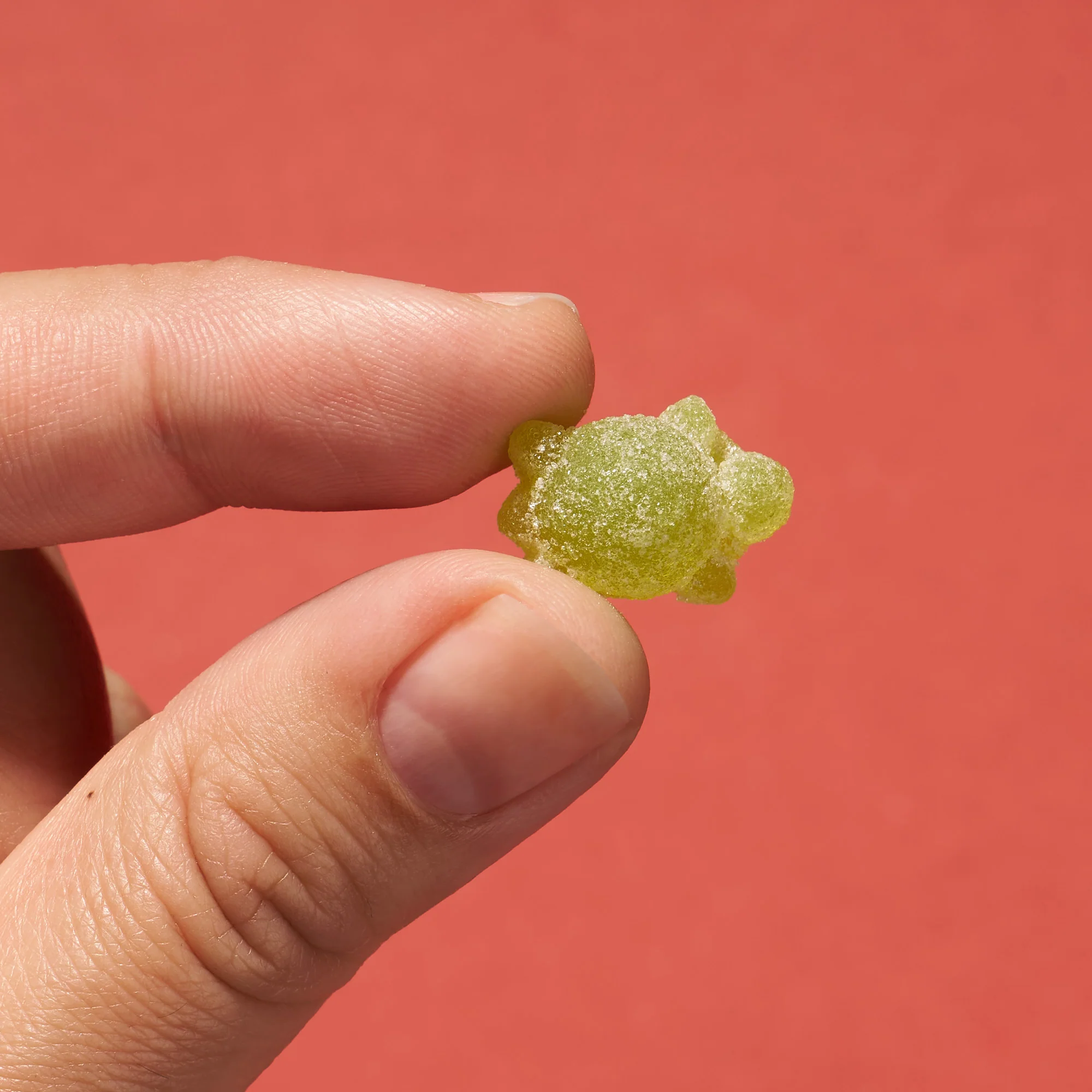 Hard Mini Turtle Sours Gummy: Fruit Mix (1 Bag) - Image 4