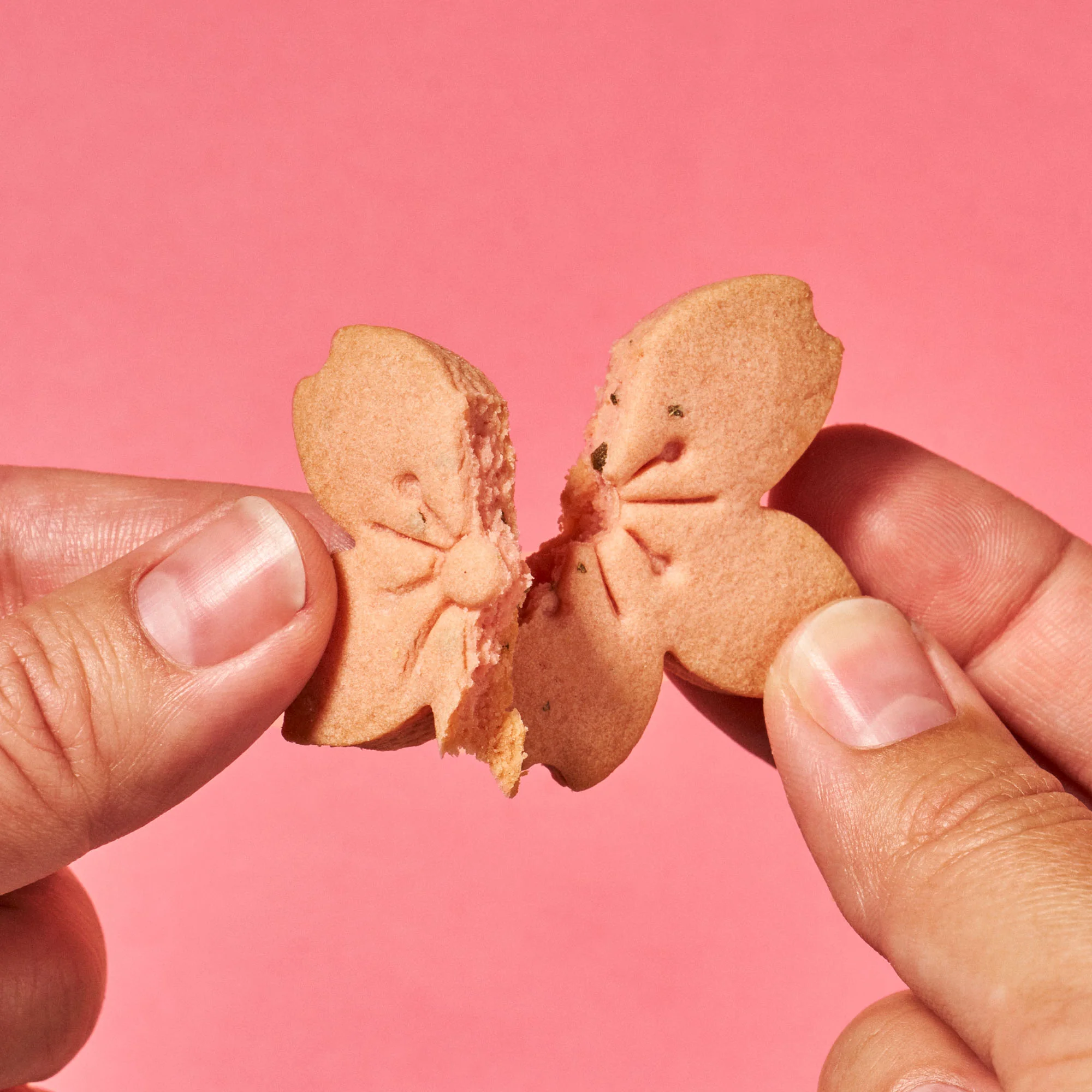 Japan Sakura Tree Cookie (1 piece)